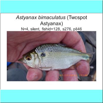 Astyanax bimaculatus.png